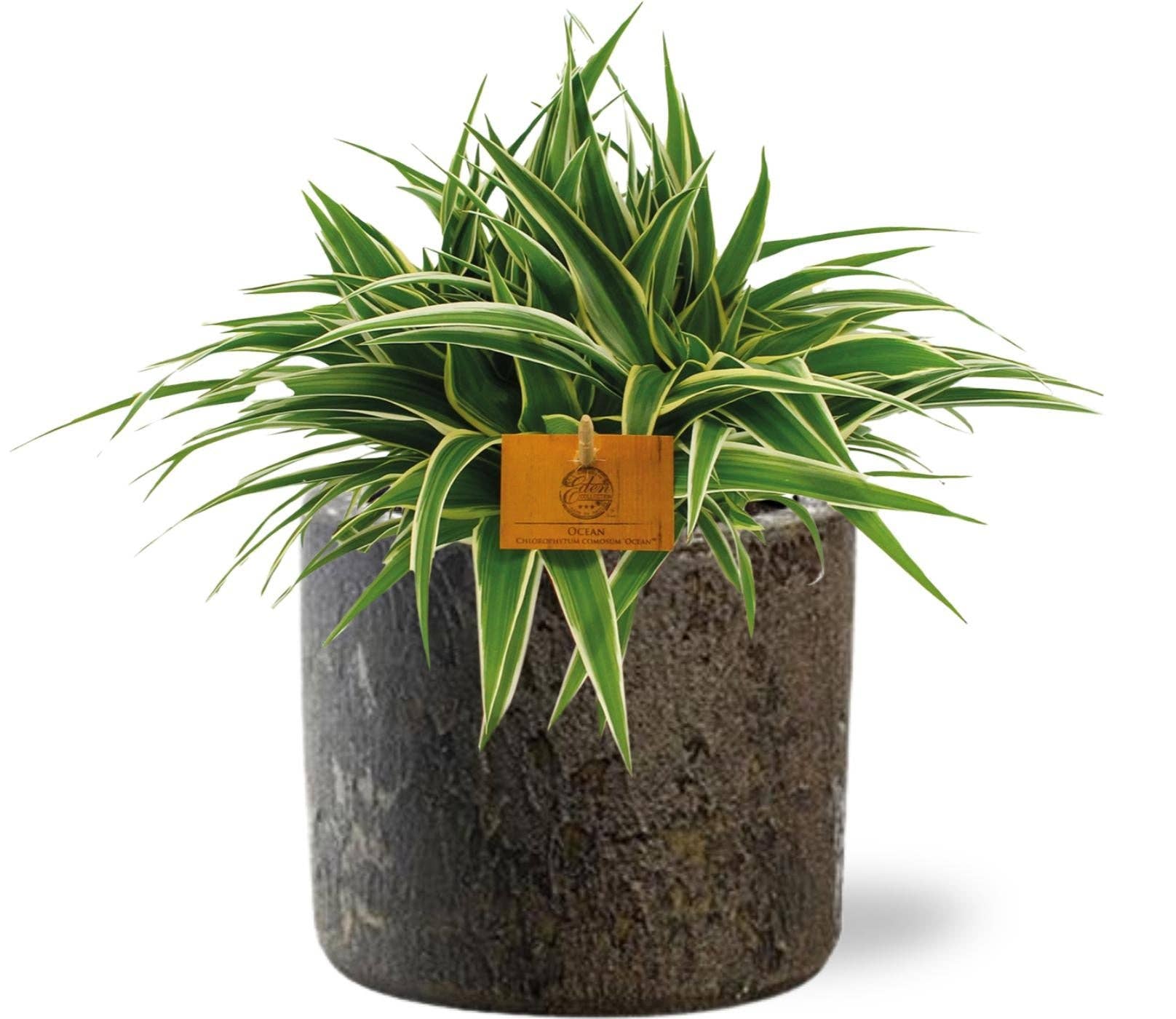 Oasis of Life – Engroshandel Ægte plante – Grønlilje - Chlorophytum Ocean - Stueplante - Ø15cm - ↕25cm + Potte D16x14cm - Brun