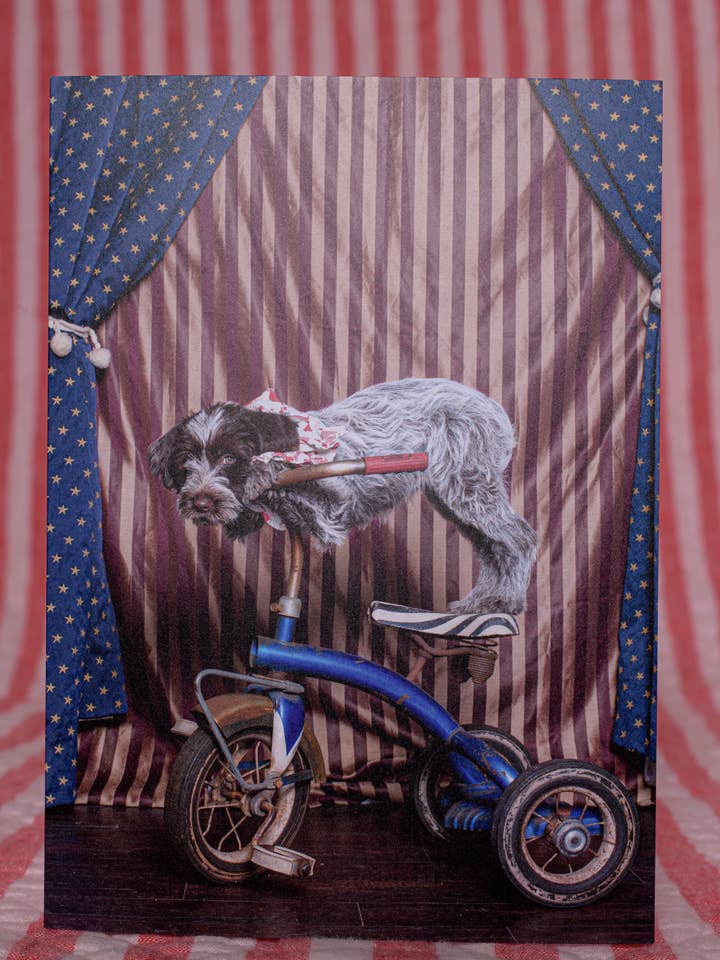 Biglietto di Auguri di Compleanno Fotografia di Cucciolo di Cane da Circo per la vendita all'ingrosso da parte di The Velvet Big Top