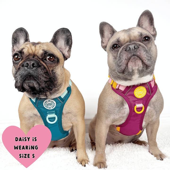 Bailey and Coco - Vente Harnais – chien - Harnais pour chien Trail & Glow - COLOUR DROPS® - Ice Teal24