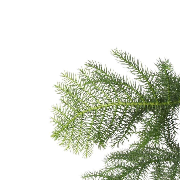 Oasis of Life - Wholesale Live plant - Norfolk Island Pine – Araucaria heterophylla – Height 70–80cm – Ø21cm – Evergreen Houseplant & Sustainable Christmas Tree Alternative – Tropical Araucaria from Australia – Easy to Care for & Long-lasting4