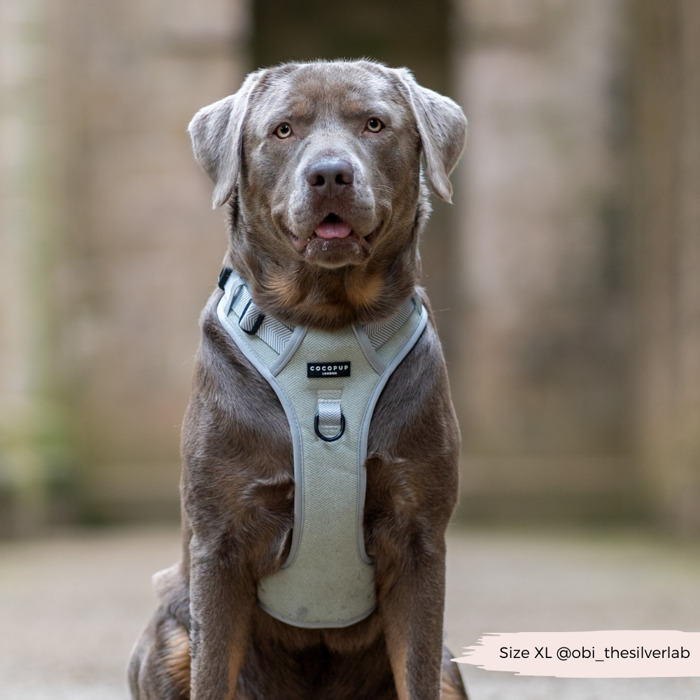 Cocopup London - Wholesale Tuig voor huisdieren - Hond - Verken Harness - Salie Tweed19