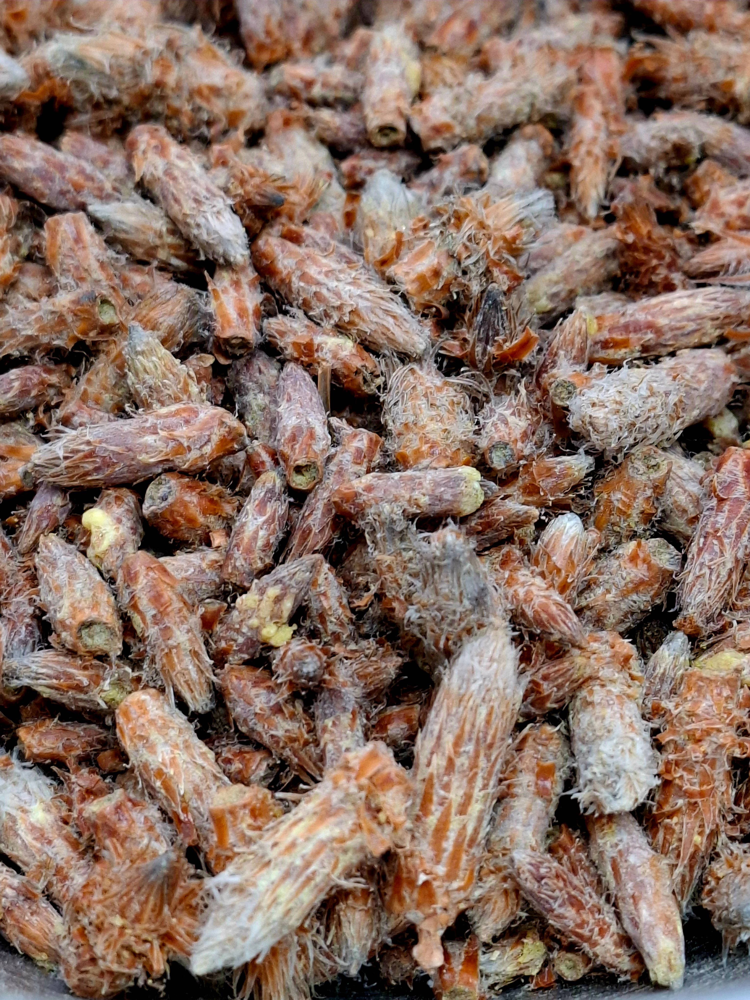 CADUCEUS kruidenapotheek – wholesale Hälsoté/Detoxté – Tallknoppar (Pinus Sylvestris) 1 kg0