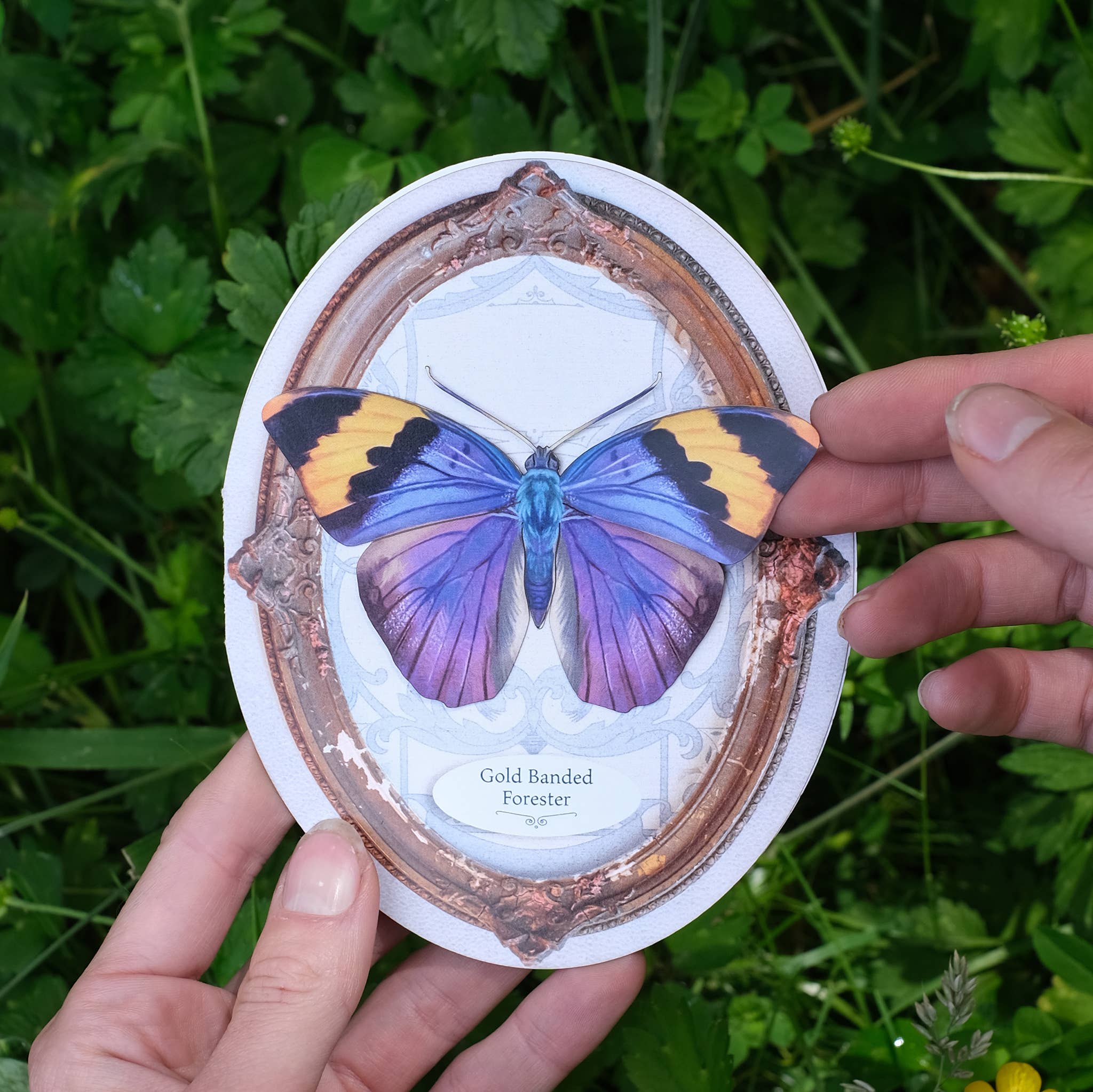 Moth and Myth - Wholesale Everyday Greeting Card - Gold Banded Forester Butterfly Oval Greeting Card2
