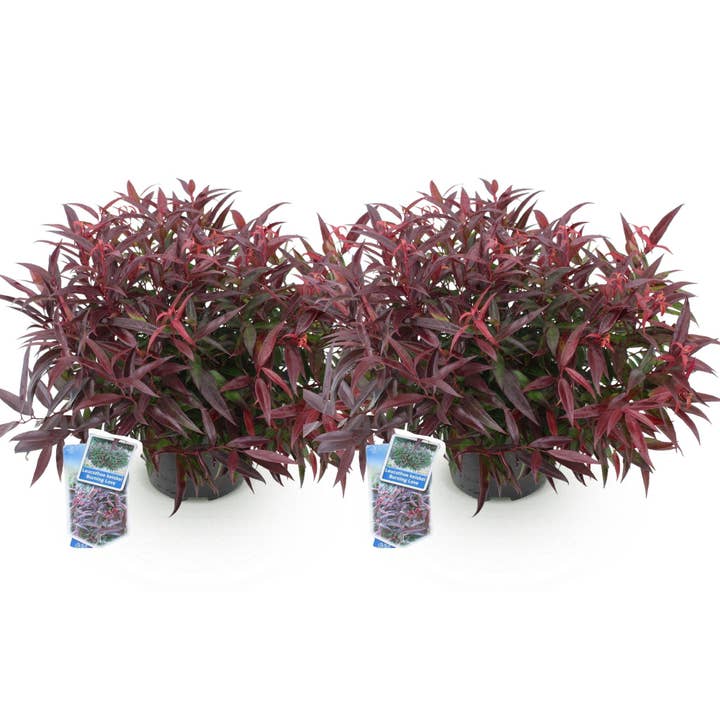 Leucothoe Burning Love – 2 plantas 17cm altura aprox. 45cm – Sempre-verde & intensamente colorido – Folhagem vermelha – Arbusto ornamental decorativo de fácil manutenção por atacado de Oasis of Life