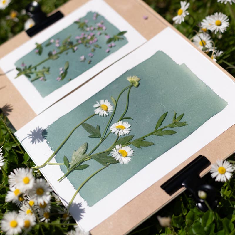 The Wild Darkroom – wholesale DIY craft kit – Cyanotype Printing Paper - A52