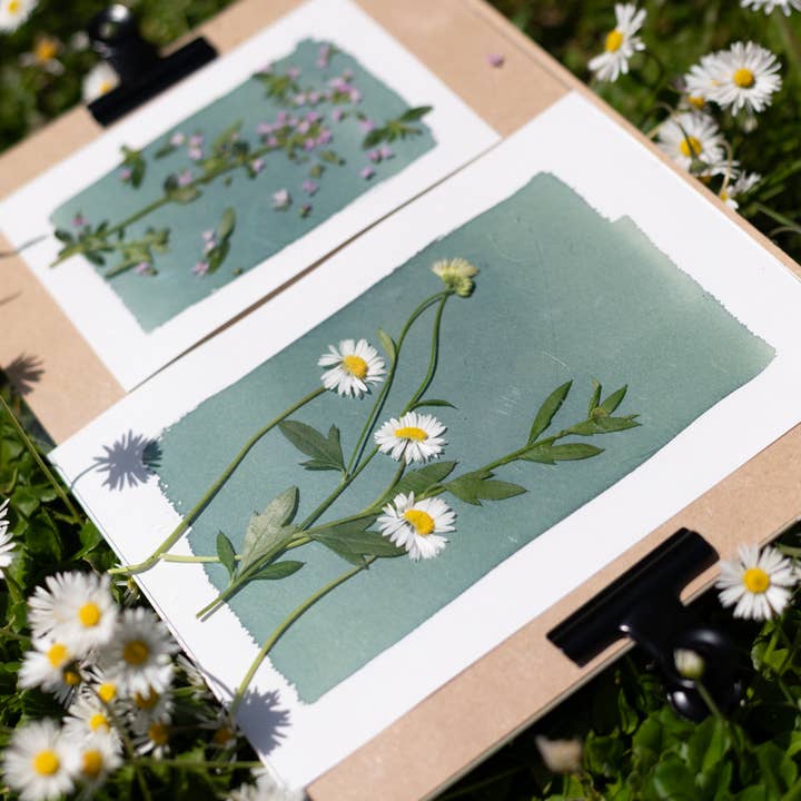 The Wild Darkroom – wholesale DIY craft kit – Cyanotype Printing Paper - A52