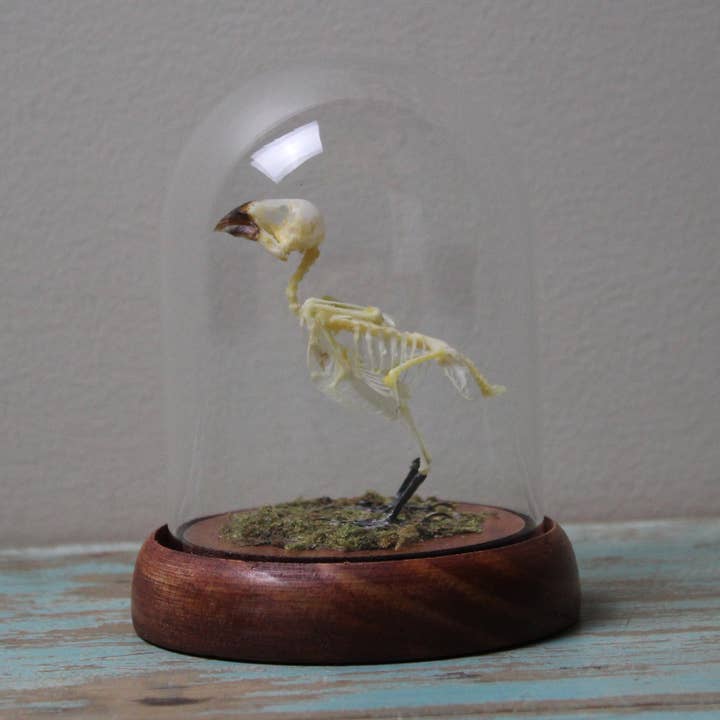 Escamoso esqueleto de Munia de peito escamoso, Lonchura punctulata, em cúpula por atacado de Newman Art Designs