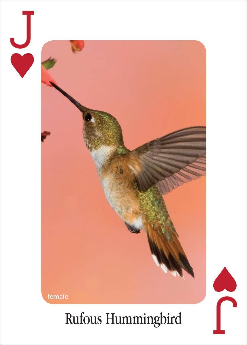 AdventureKEEN - Wholesale Playing Cards - Hummingbirds Playing Cards2