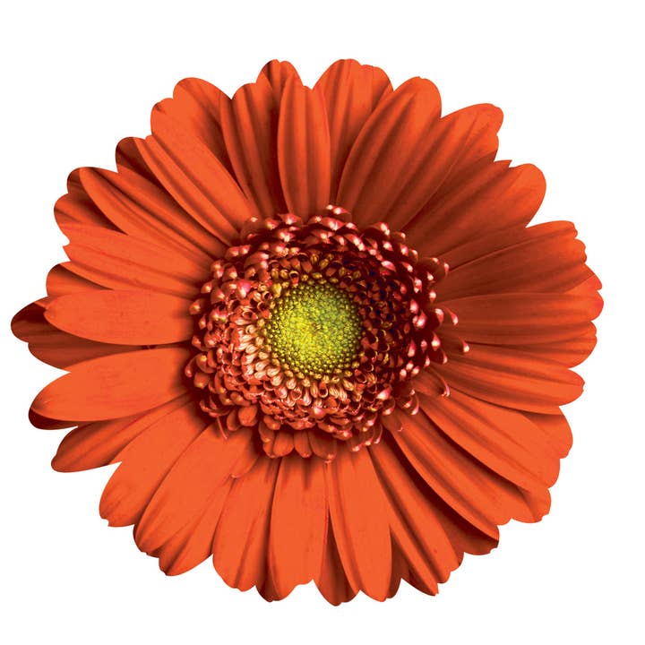 Next Innovations - Wholesale Wall Accent - Gerber Daisy Wall Art