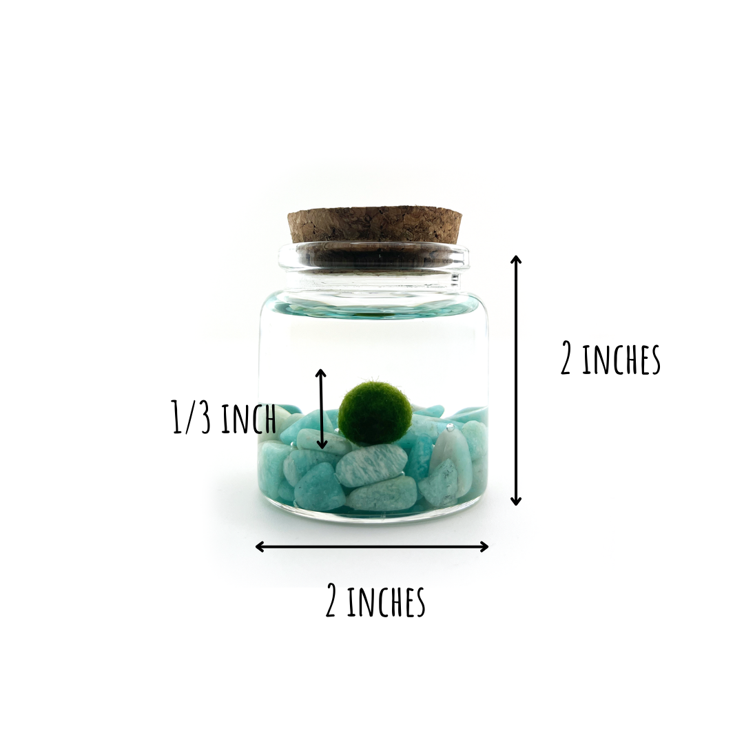 Moss Amigos | Moss Ball Terrariums - Wholesale Live Plant - Small Marimo Moss Ball Terrarium with Amazonite Gemstone4