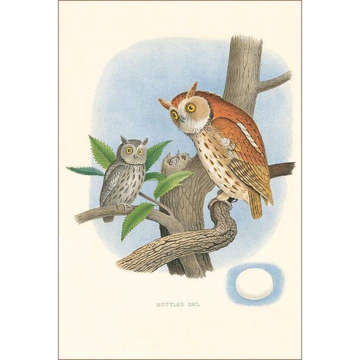 Magnete BD-220 Nido e Uova di Gufo Maculato per la vendita all'ingrosso da parte di Found Image Press