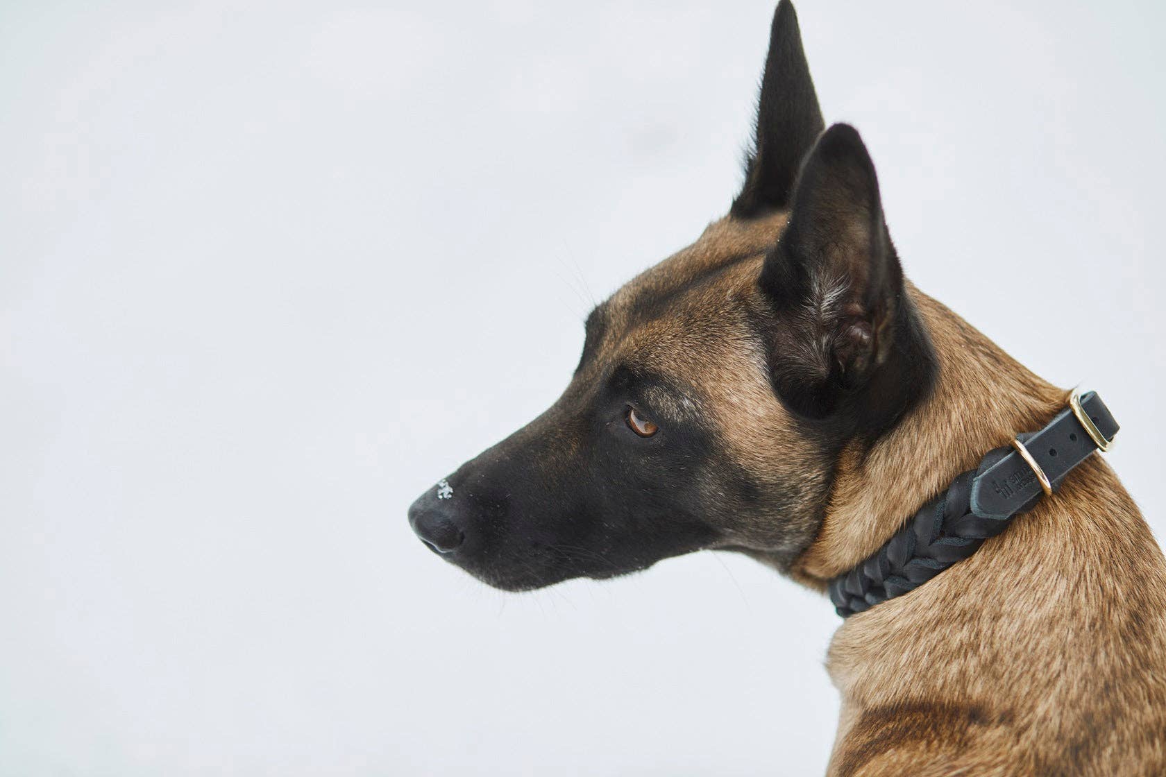 ammi for Dogs – Engroshandel Halsbånd - Hund – Flettet tykt læderhalsbånd2