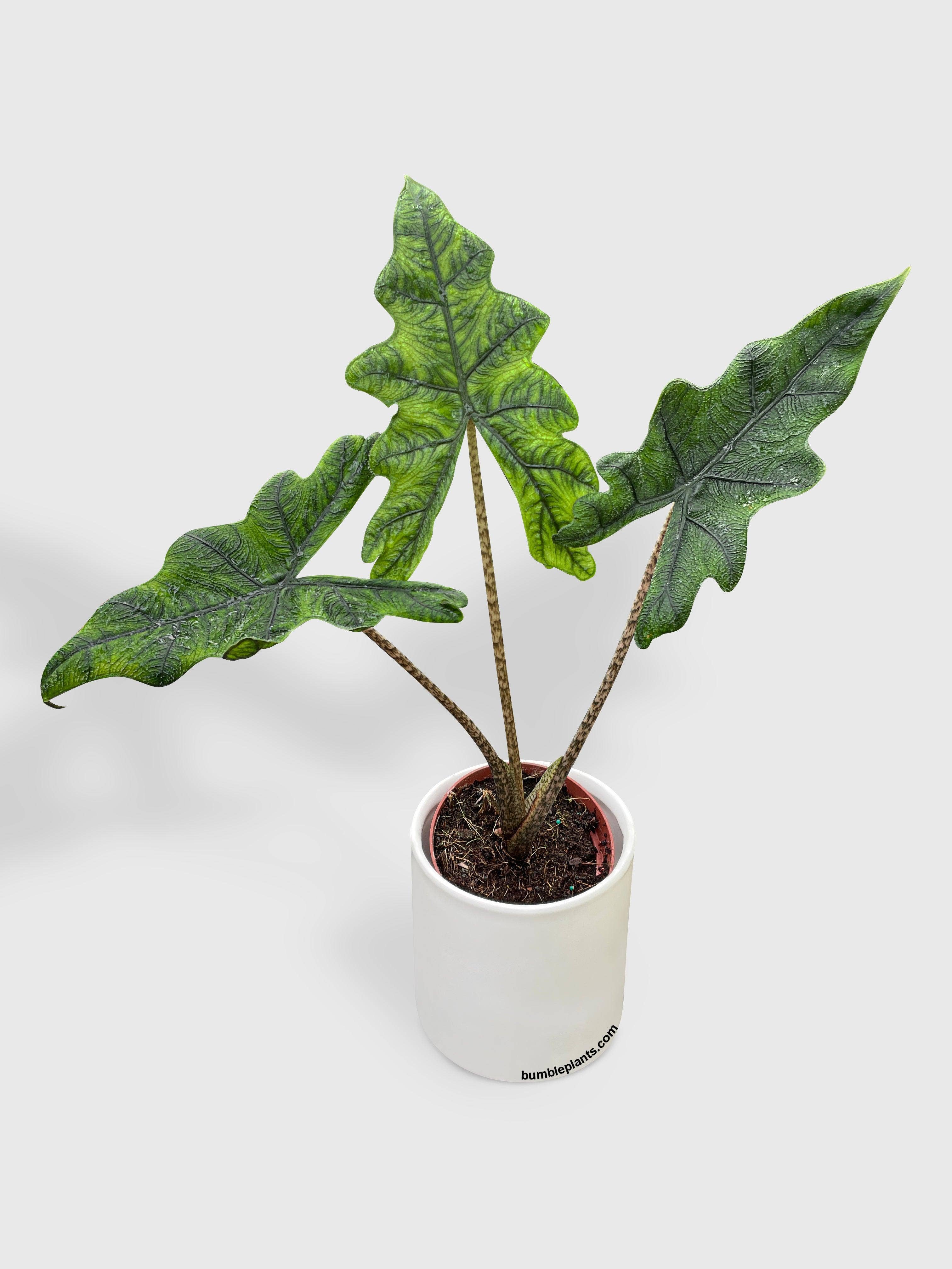 Bumble Plants - Wholesale Live Plant - Alocasia Jacklyn2