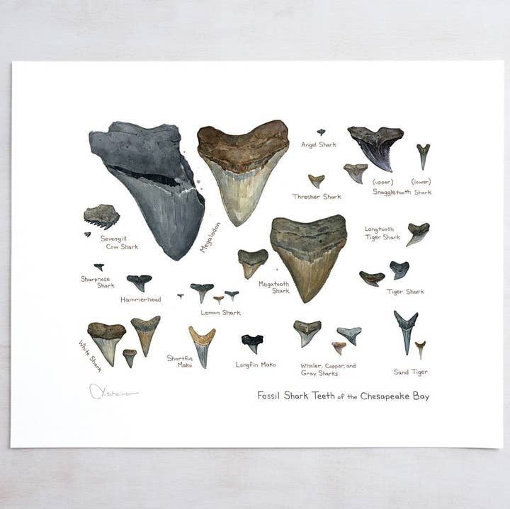 Studio Tuesday - Wholesale Art Print - Illustrated Fossil Shark Teeth Chart