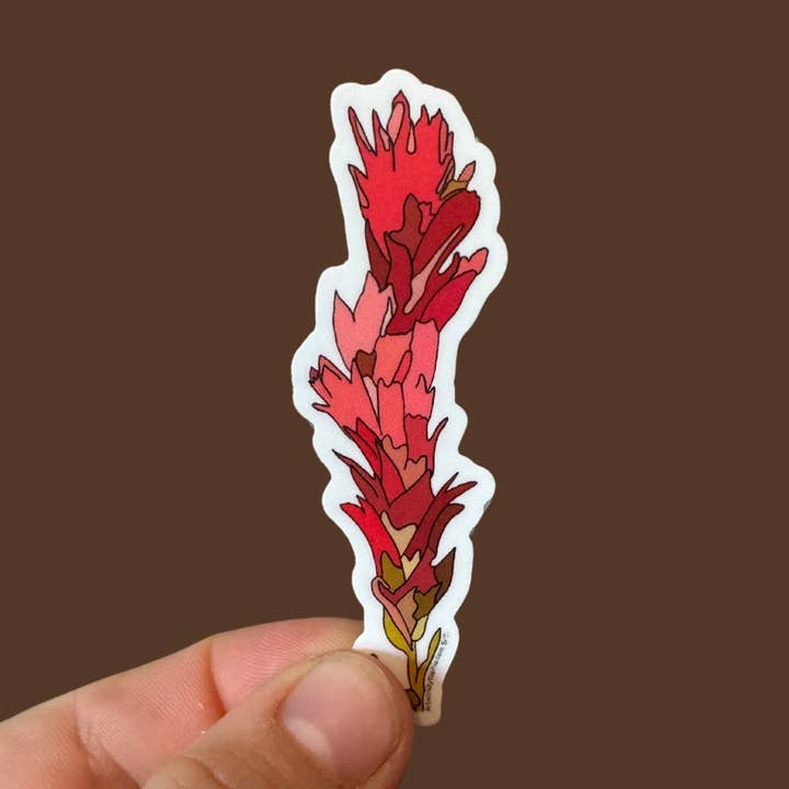Indian Paintbrush | Vinyl Sticker | Colored Drawing | 3in for wholesale by Artwork by Sophia