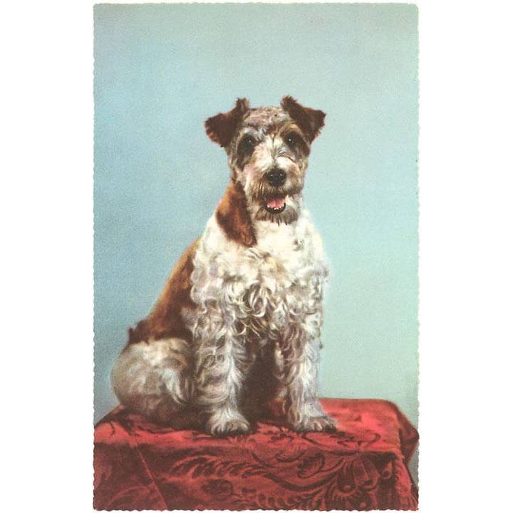 Postkarte DG-18 Drahthaarterrier für den Großhandel von Found Image Press