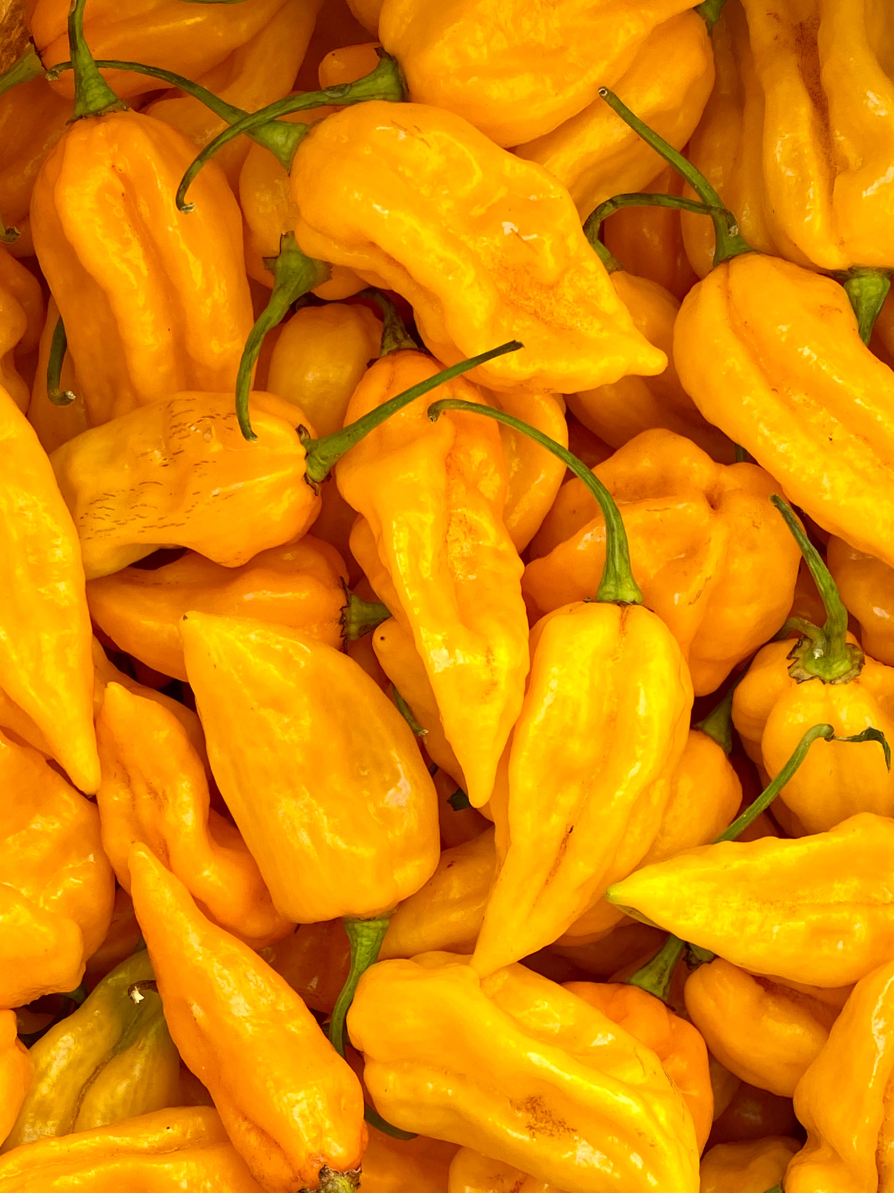 Weymouth 51 Hot Sauces – wholesale Hot sauce – Luxury Christmas Pudding hot chilli sauce 220ml8