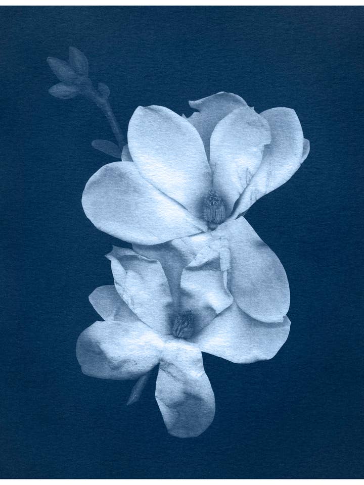 Large Magnolia Bloom Cyanotype Reproduction Print for wholesale by Alison Art Cyanotypes