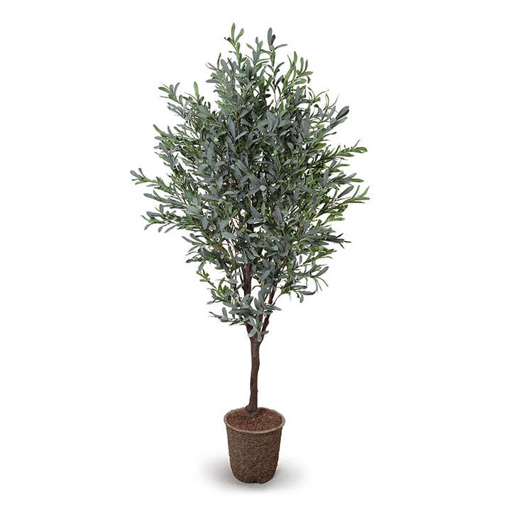 Olive Tree 6.5' for wholesale by New Growth Designs