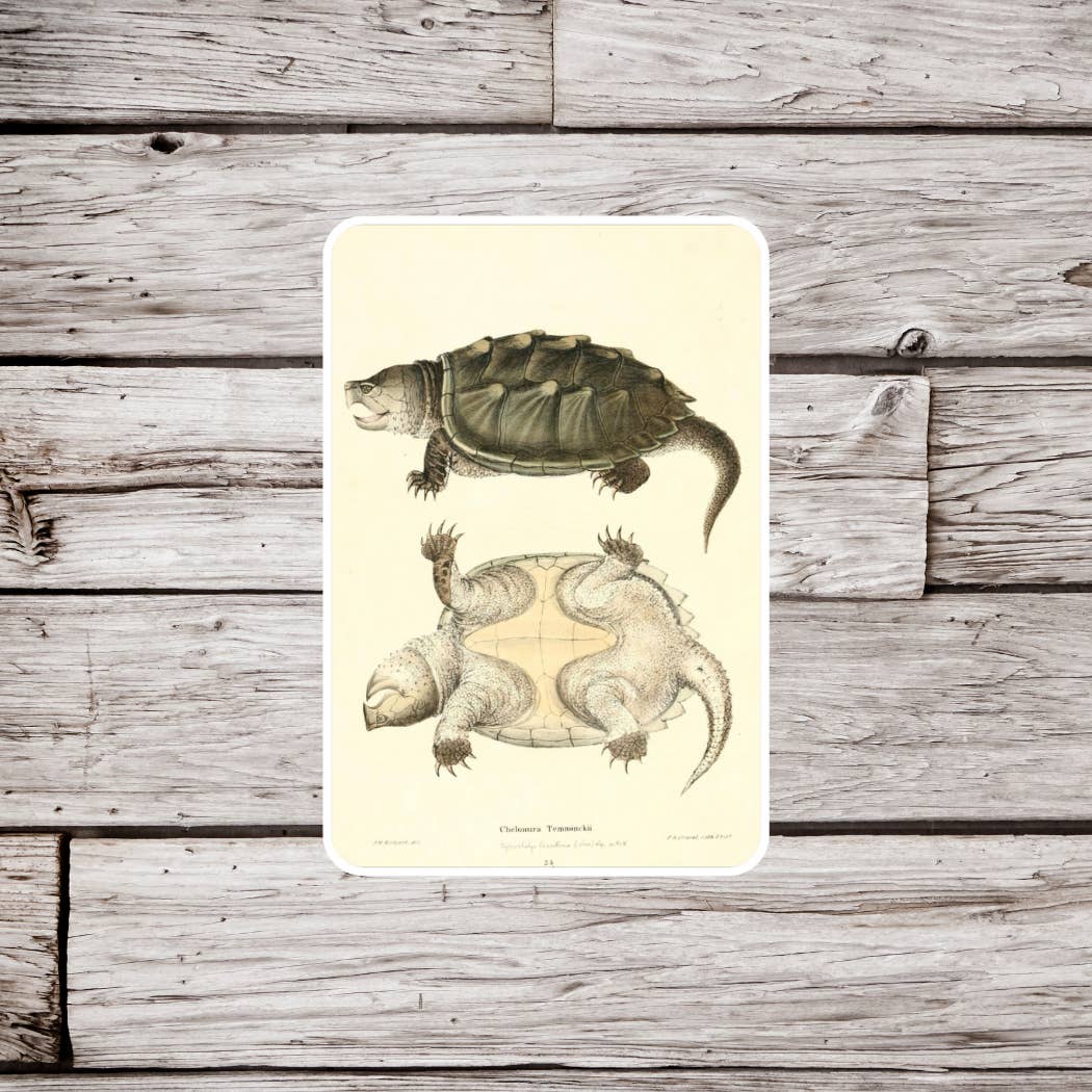 NatureCuts - Wholesale Sticker - Snapping Turtle Sticker, Turtle Sticker, Reptile Sticker