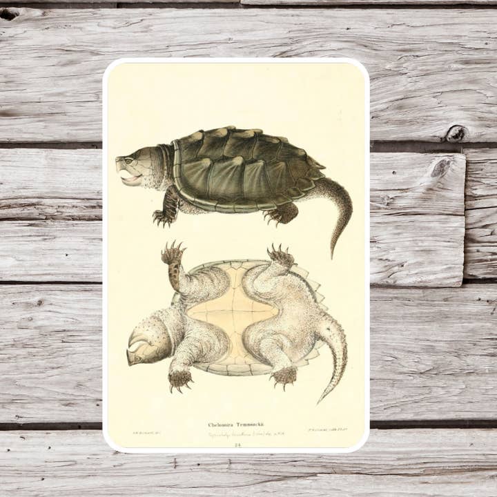 NatureCuts - Wholesale Sticker - Snapping Turtle Sticker, Turtle Sticker, Reptile Sticker0