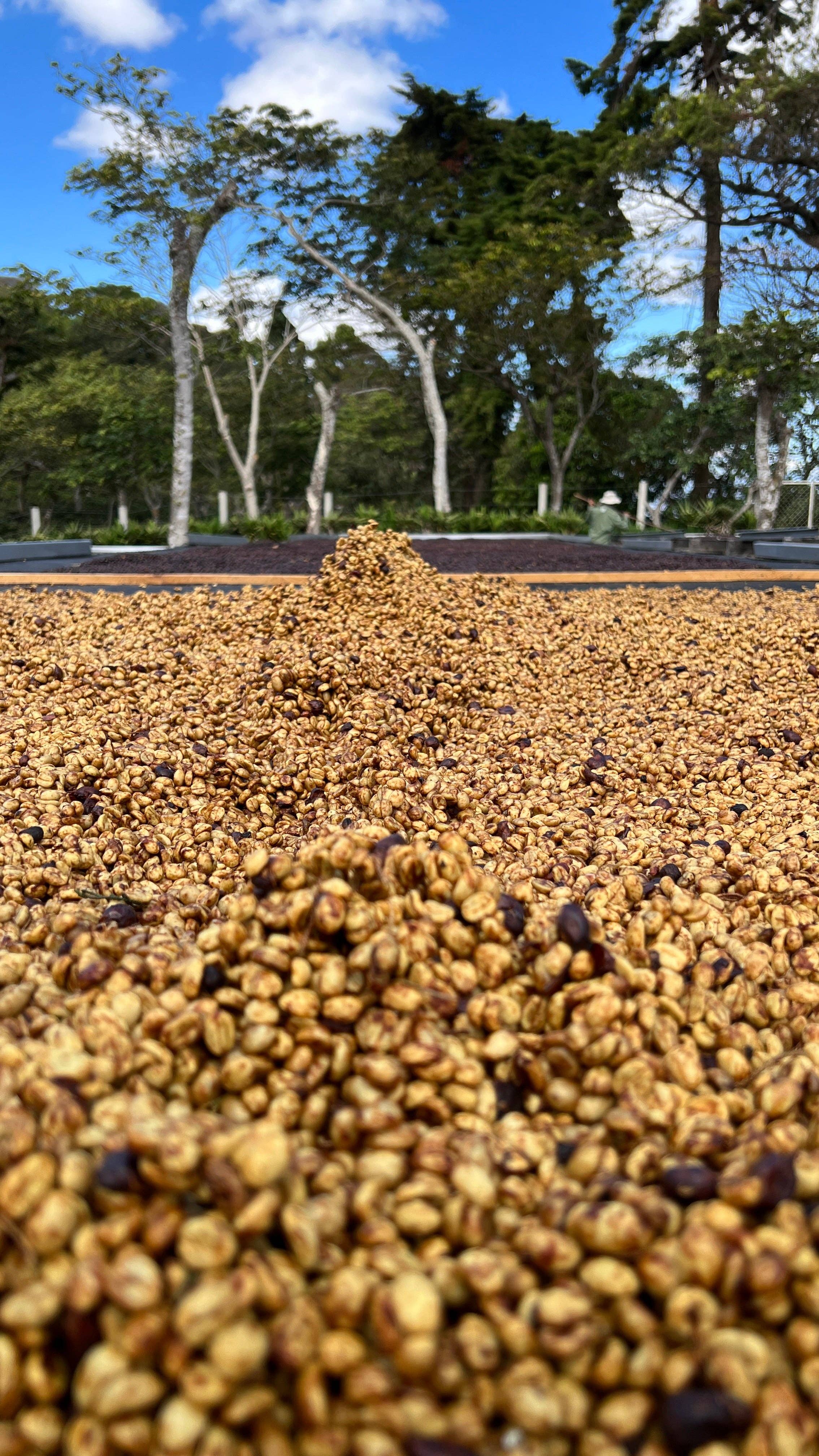 Renversant - Vendita all'ingrosso Caffè in grani - Caffè specialty Microlot Divisadero - El Salvador3