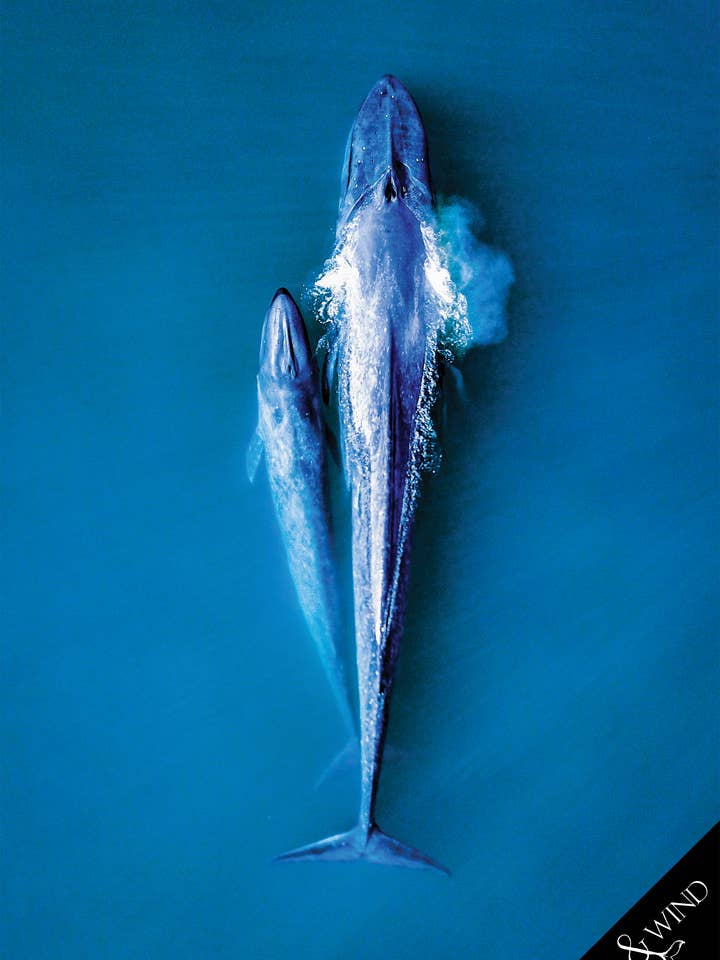 Blue Whales Multi-Towel / Tea Towel - Lux Microfibre for wholesale by Will and Wind - Beach Towels & Accessories