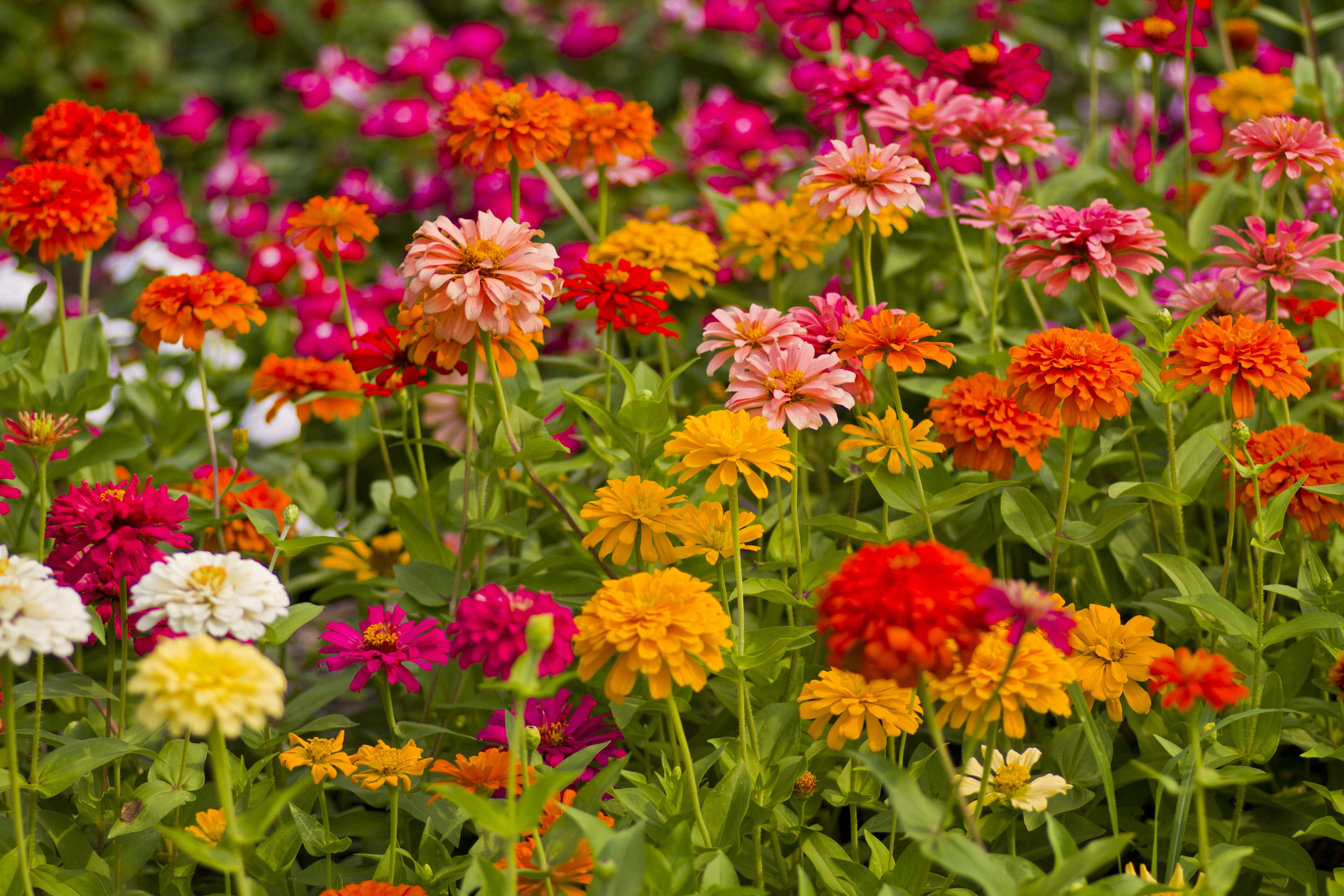 Bentley Seed Co. - Wholesale Plant Seeds - Zinnia, California Giant Mixed Seed Packets2