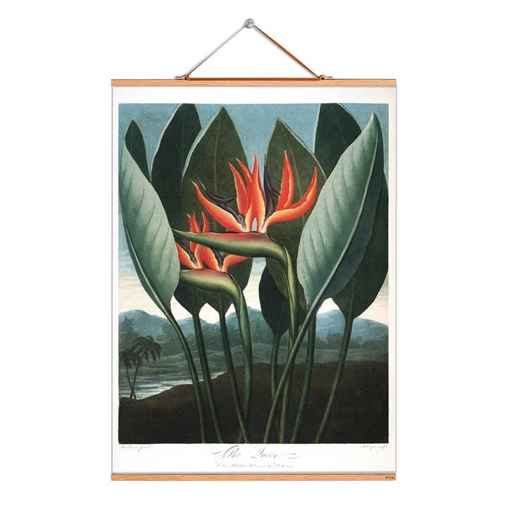 Scroll picture illustration # 312/The Queen for wholesale by Eicie