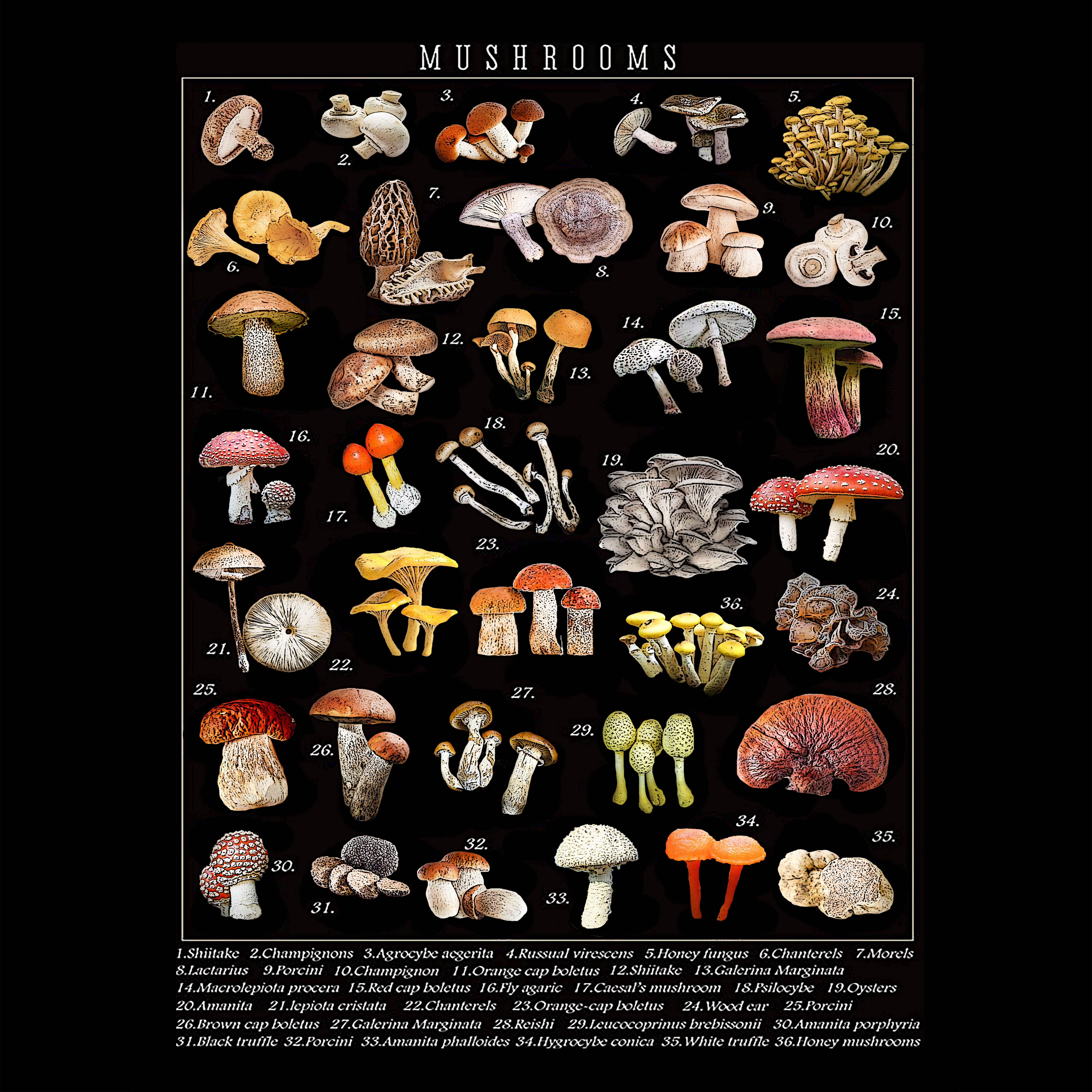 Alphie and Ollie - Vente Torchons - torchon de cuisine en forme de champignon, 18 x 24 pouces, matériau du sac à farine2