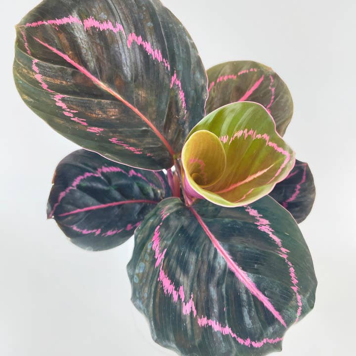 Bumble Plants - Wholesale Live Plant - Calathea Dottie Roseopicta4