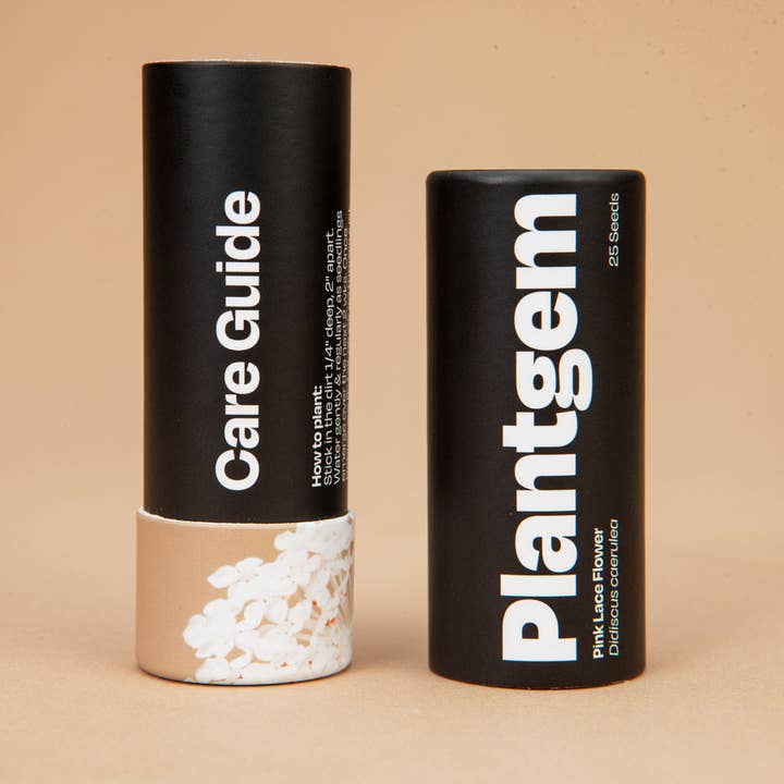 Plantgem - Wholesale Plant Seeds - Lacy Pink Lace Flower - 100 Seeds3