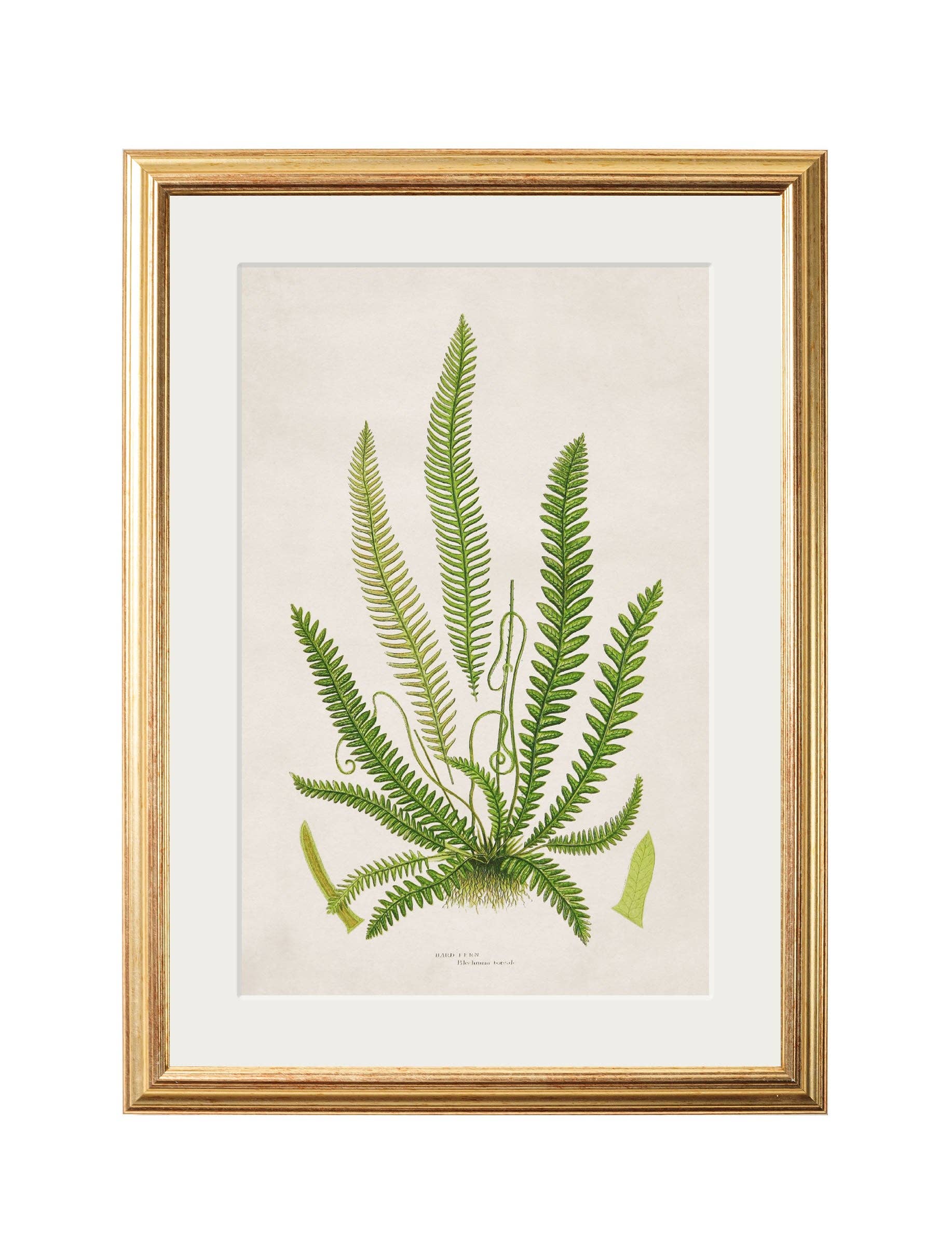 T A Interiors Wall Art & Mirrors – wholesale Gallery wall set – Collection of 6 Ferns3