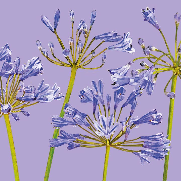 FG42 Agapanthus Greeting Card, English Flower Garden for wholesale by Dyson Design