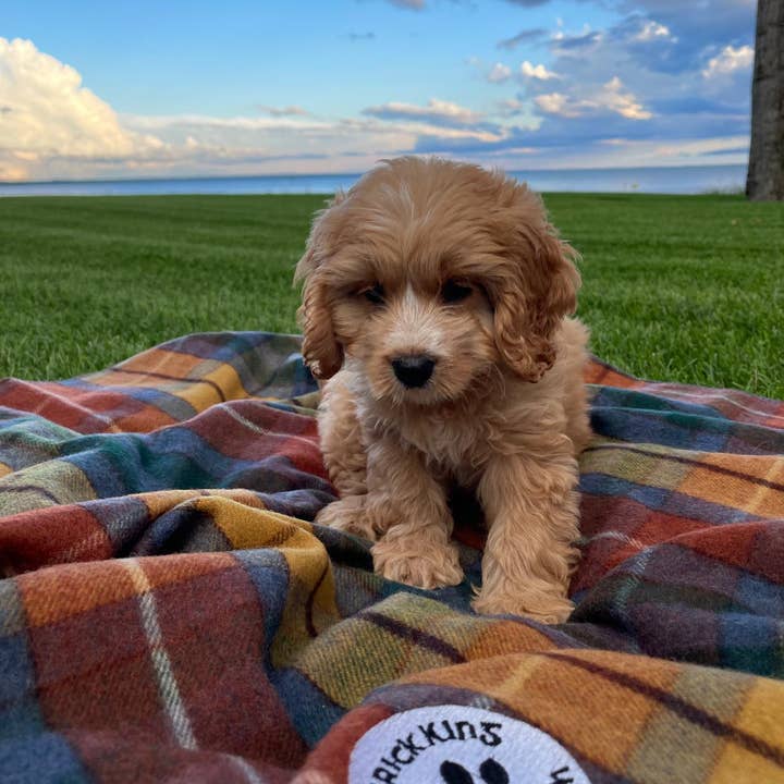 Patrick King Woollen Company - Wholesale Pet blanket – Dog - Antique Buchanan Dog Blanket Small/Med1