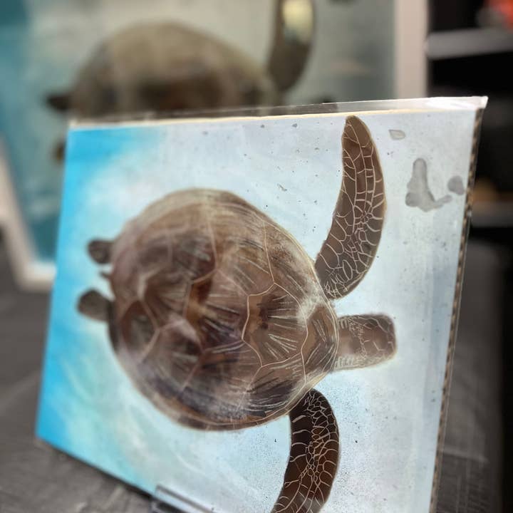 Loggerhead turtle on the reef digital illustration print for wholesale by Lisa Trinca Art