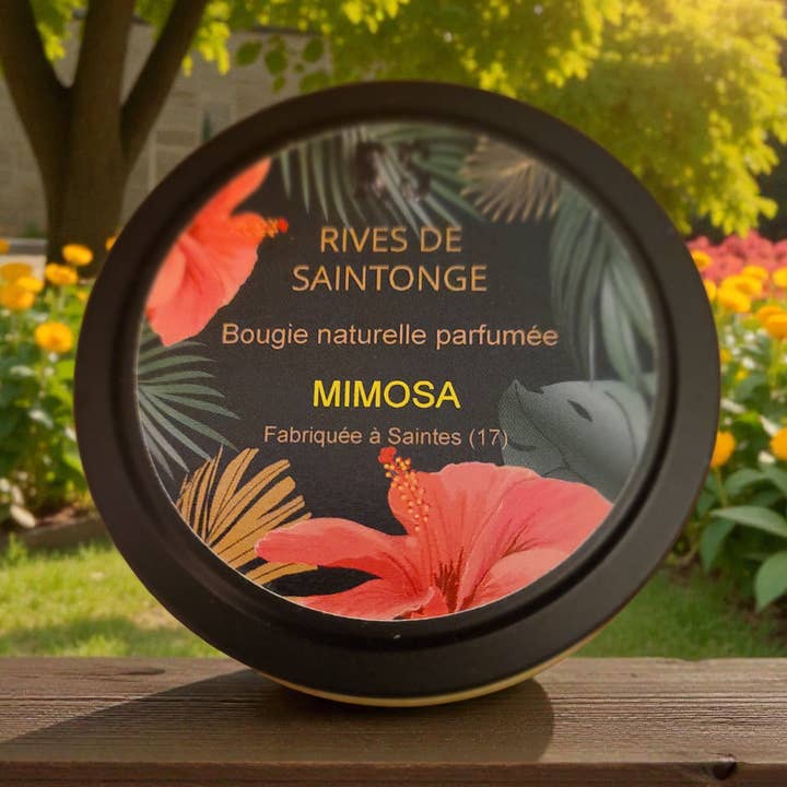 Candela naturale Mimosa per la vendita all'ingrosso da parte di RIVES DE SAINTONGE