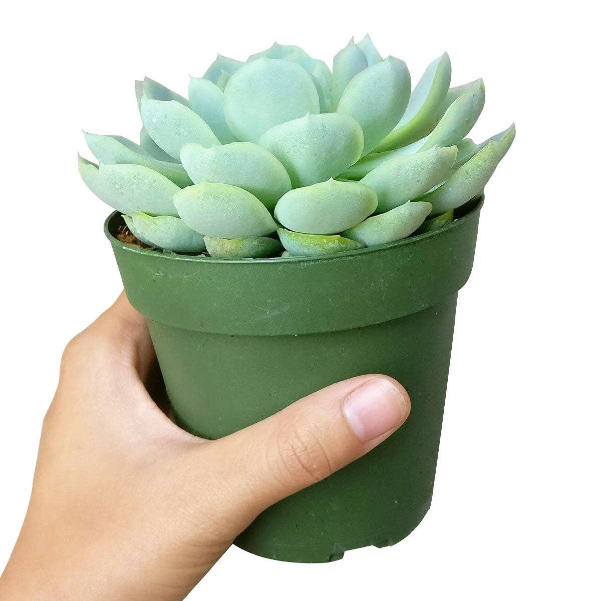 Best Plant Friend - Vente Succulentes - Echeveria Elegans Boule de Neige Mexicaine - Plantes Succulentes 2/4 pouces2