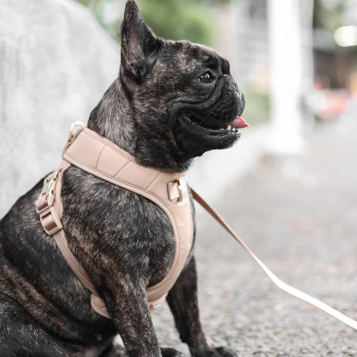 Pups & Bubs - Wholesale Pet harness – Dog - Roam Luxe Harness (Desert) | Dog Walking Gear | Dog Harness2