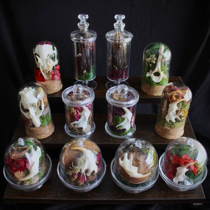Kitty Bomb Curios - Wholesale Apothekers-pot - Mini Bone Terrarium Apothekerspotten4