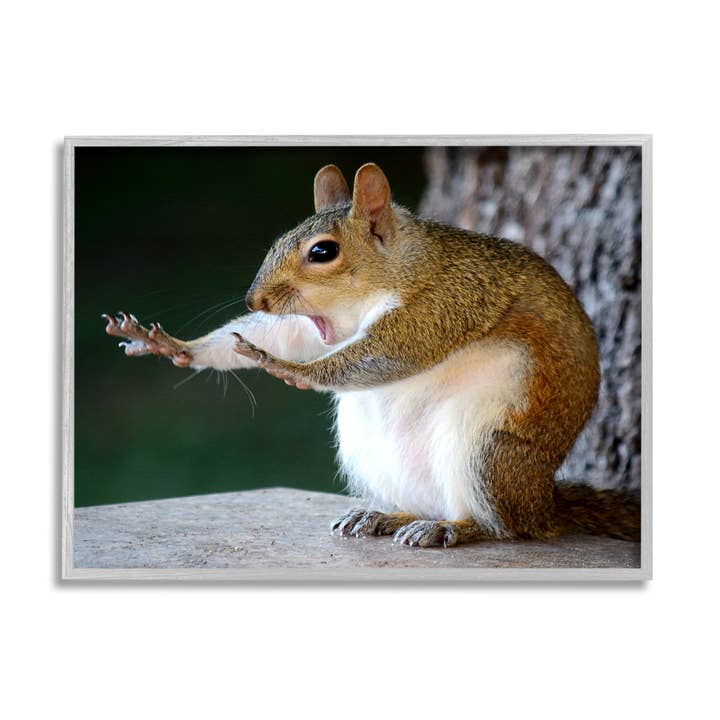 Stupell Industries – wholesale Art print – Funny Shocked Pose Squirrel Framed8