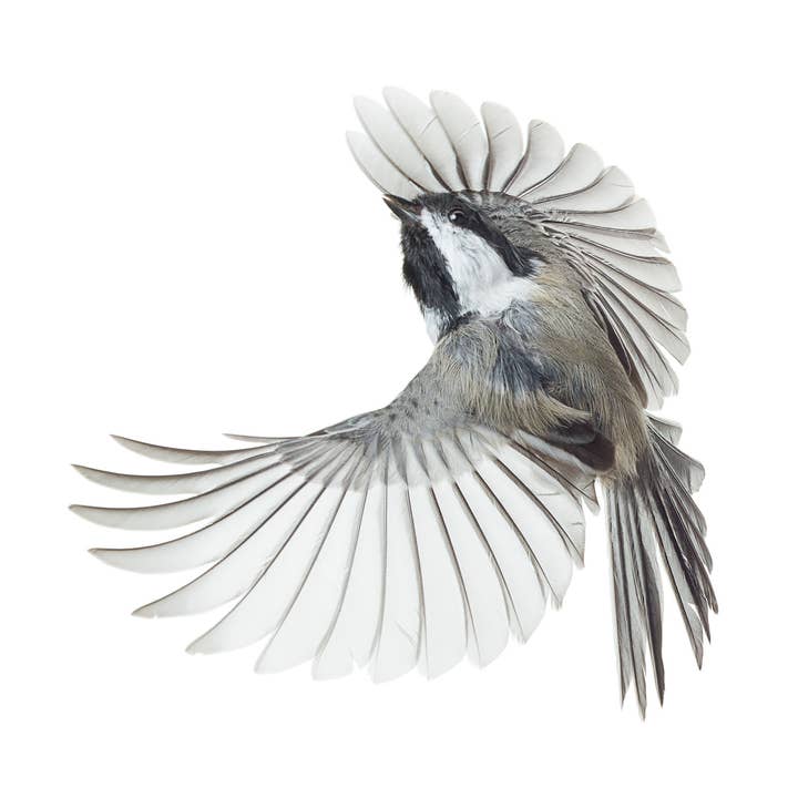 Carbonero de cabeza negra 020 para venta al por mayor de Wild Birds Flying LLC