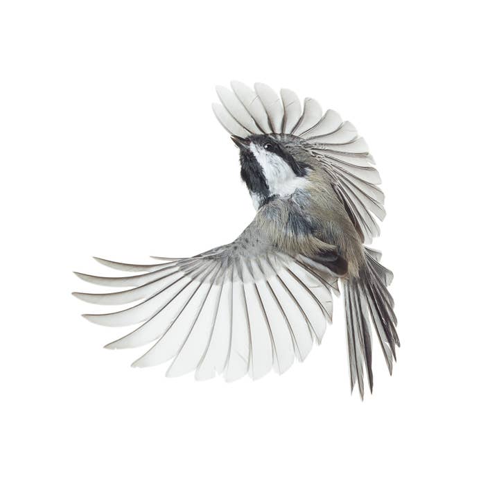 Chickadee com Tampa Preta 020 por atacado de Wild Birds Flying LLC