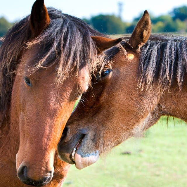 Häst viskningar för wholesale av Joseph Eta