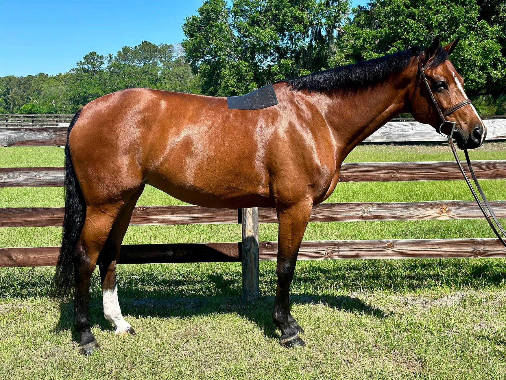 ACE Equestrian - Vendita all'ingrosso Attrezzatura da equitazione - PRO4MANCE | Sottosella antiscivolo (nero)3