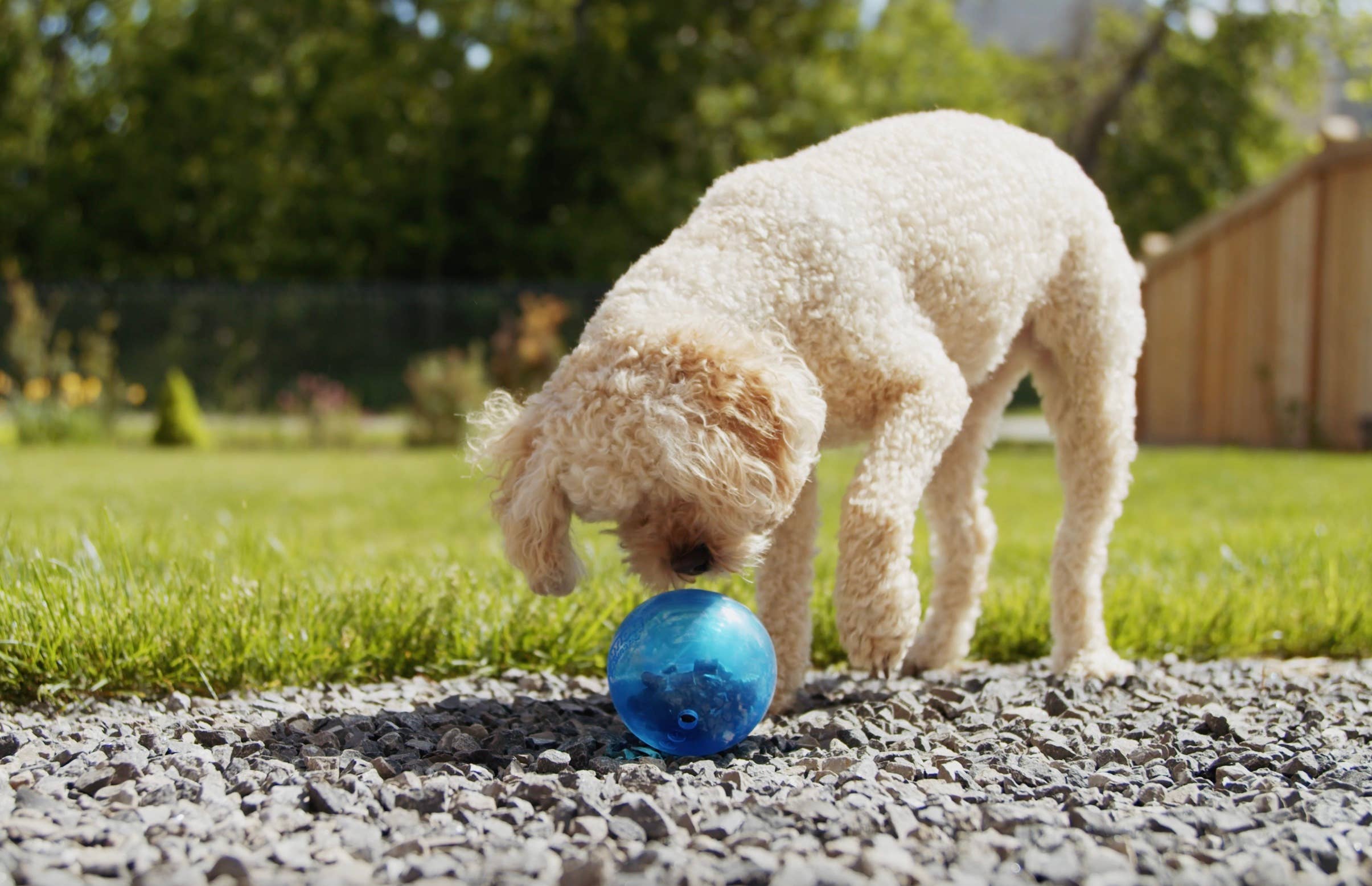 Tilted Barn Pet Co. - Vente Friandises – chien - Friandises au bœuf Miniwags pour chiens 100g/3,53 oz7