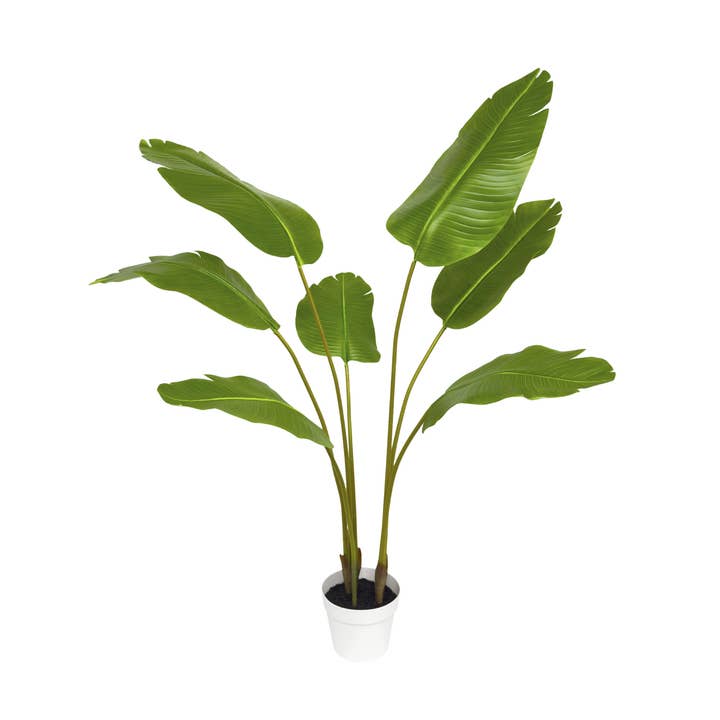 55" Paradise Palm (7"pot; 51" x 54.7"H) and other Purchase Wholesale paradise produce. Free Returns & Net 60 Terms on Faire trending on Faire.