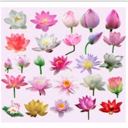 Kamala 20gm for wholesale by Pure Incense