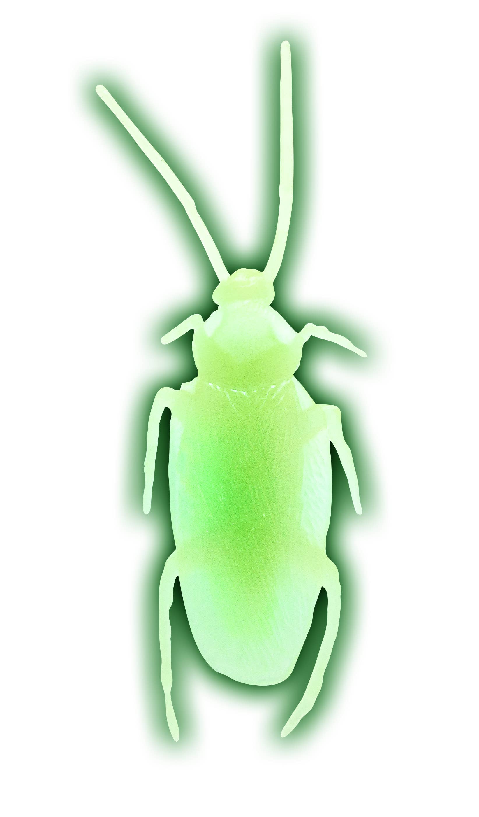 Flash Sales - Wholesale Gag Gift/Novelty Gift - Jbugly Crazy Cockroaches Glow in the Dark5