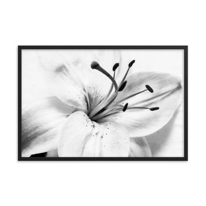 High Key Lily Black and White Floral Nature Photo Framed Art for wholesale by Pipa Wall Art & Home Decor